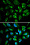 Killer Cell Immunoglobulin Like Receptor, Two Ig Domains And Long Cytoplasmic Tail 3 antibody, 16-821, ProSci, Immunofluorescence image 