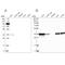 Pyridoxal Kinase antibody, PA5-56395, Invitrogen Antibodies, Western Blot image 