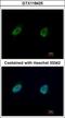 Nuclear FMR1 Interacting Protein 1 antibody, GTX118425, GeneTex, Immunocytochemistry image 