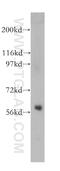 Septin 10 antibody, 12420-1-AP, Proteintech Group, Western Blot image 