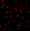 Toll Like Receptor 3 antibody, 3645, ProSci Inc, Immunofluorescence image 