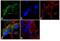 Tryptophan Hydroxylase 2 antibody, 702017, Invitrogen Antibodies, Immunofluorescence image 