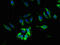 SLC6A6 antibody, LS-C396739, Lifespan Biosciences, Immunofluorescence image 