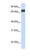 Pleckstrin Homology Domain Containing A4 antibody, NBP1-56679, Novus Biologicals, Western Blot image 