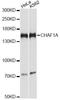 Chromatin Assembly Factor 1 Subunit A antibody, A2244, ABclonal Technology, Western Blot image 