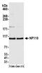 Interleukin Enhancer Binding Factor 3 antibody, A303-122A, Bethyl Labs, Western Blot image 
