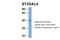 ST3 Beta-Galactoside Alpha-2,3-Sialyltransferase 4 antibody, 26-153, ProSci, Western Blot image 