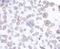 Apoptosis Inhibitor 5 antibody, A302-784A, Bethyl Labs, Immunohistochemistry frozen image 
