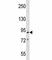 Minichromosome Maintenance Complex Component 2 antibody, F47163-0.4ML, NSJ Bioreagents, Western Blot image 