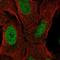 Zinc Finger Protein 296 antibody, PA5-65567, Invitrogen Antibodies, Immunofluorescence image 
