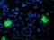 Pyridoxamine 5'-Phosphate Oxidase antibody, LS-C173154, Lifespan Biosciences, Immunofluorescence image 