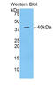 Mucin 5AC, Oligomeric Mucus/Gel-Forming antibody, LS-C699171, Lifespan Biosciences, Western Blot image 