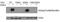 Casein Kinase 2 Alpha 1 antibody, PA5-37540, Invitrogen Antibodies, Western Blot image 