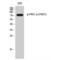 Protein Kinase C Alpha antibody, LS-C380942, Lifespan Biosciences, Western Blot image 