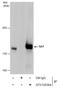 Stromal Antigen 1 antibody, GTX130364, GeneTex, Immunoprecipitation image 
