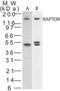 Regulatory Associated Protein Of MTOR Complex 1 antibody, NBP2-24837, Novus Biologicals, Western Blot image 