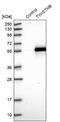 TWIST Neighbor antibody, NBP1-89454, Novus Biologicals, Western Blot image 