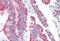 SON DNA Binding Protein antibody, orb125151, Biorbyt, Immunohistochemistry paraffin image 