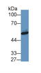 Nicotinamide Phosphoribosyltransferase antibody, LS-C372580, Lifespan Biosciences, Western Blot image 