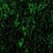 Glutamate Ionotropic Receptor NMDA Type Subunit 1 antibody, PA5-34599, Invitrogen Antibodies, Immunofluorescence image 