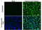 Dengue virus antibody, GTX633632, GeneTex, Immunofluorescence image 