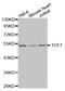 Transcription Factor 7 antibody, LS-C332357, Lifespan Biosciences, Western Blot image 