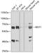 Bestrophin 1 antibody, 19-824, ProSci, Western Blot image 