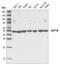 Eukaryotic Translation Elongation Factor 1 Alpha 1 antibody, LS-C65201, Lifespan Biosciences, Western Blot image 