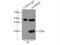 Gem Nuclear Organelle Associated Protein 8 antibody, 15251-1-AP, Proteintech Group, Immunoprecipitation image 