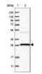 Tyrosine 3-Monooxygenase/Tryptophan 5-Monooxygenase Activation Protein Gamma antibody, NBP2-54679, Novus Biologicals, Western Blot image 