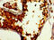 DBF4 Zinc Finger antibody, CSB-PA887010LA01HU, Cusabio, Immunohistochemistry frozen image 