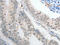 POU Class 2 Homeobox 1 antibody, CSB-PA162244, Cusabio, Immunohistochemistry paraffin image 