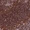 Aladin WD Repeat Nucleoporin antibody, NBP1-89424, Novus Biologicals, Immunohistochemistry frozen image 