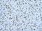 Heterogeneous Nuclear Ribonucleoprotein D Like antibody, NBP1-57156, Novus Biologicals, Immunohistochemistry frozen image 