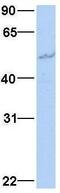 Glomulin, FKBP Associated Protein antibody, GTX45772, GeneTex, Western Blot image 