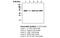 Cytoplasmic protein NCK2 antibody, MBS834026, MyBioSource, Western Blot image 