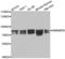 Heterogeneous Nuclear Ribonucleoprotein M antibody, LS-C348998, Lifespan Biosciences, Western Blot image 