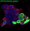 GFP antibody, M30939, Boster Biological Technology, Immunofluorescence image 