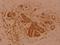 Sentrin-specific protease 1 antibody, A02156-2, Boster Biological Technology, Immunohistochemistry frozen image 