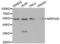 Mitochondrial Ribosomal Protein S30 antibody, LS-C335606, Lifespan Biosciences, Western Blot image 