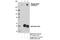 RNA Polymerase II Subunit A antibody, 13780S, Cell Signaling Technology, Immunoprecipitation image 