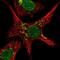 Zinc Finger Protein 526 antibody, NBP2-32007, Novus Biologicals, Immunofluorescence image 