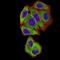 BCL2L2-PABPN1 Readthrough antibody, NBP2-61706, Novus Biologicals, Immunofluorescence image 
