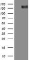 Erb-B2 Receptor Tyrosine Kinase 3 antibody, LS-C338899, Lifespan Biosciences, Western Blot image 