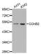 Cyclin B2 antibody, abx002391, Abbexa, Western Blot image 