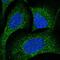 CDK5 Regulatory Subunit Associated Protein 3 antibody, PA5-55717, Invitrogen Antibodies, Immunofluorescence image 