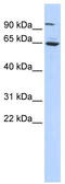KIAA1041 antibody, TA343763, Origene, Western Blot image 