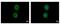 Keratin 72 antibody, GTX117239, GeneTex, Immunofluorescence image 