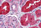Ring Finger Protein 213 antibody, MBS241650, MyBioSource, Immunohistochemistry frozen image 