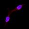 MAX Interactor 1, Dimerization Protein antibody, AF4185, R&D Systems, Immunofluorescence image 